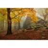 MARBURG | Forest in Autumn